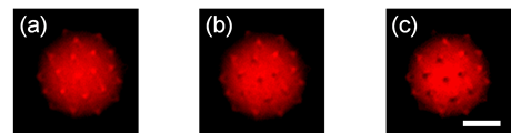   
		Figure 5. Photobleaching process of the seven selected spikes on the pollen grain for a total of (a) 0 second; (b) 3 seconds; and (c) 15 seconds; the scale bar is 10 µm.	 
